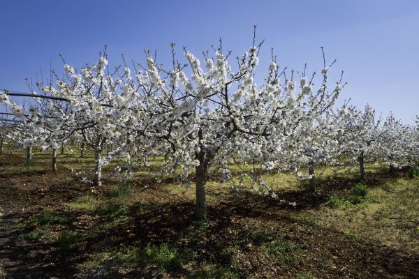 Orchard Planting in Goodyear
