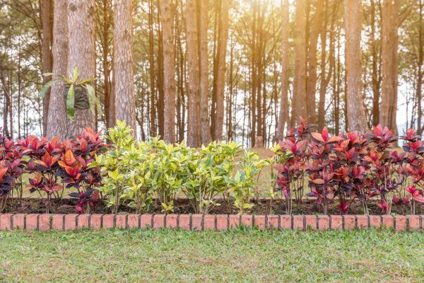 Small Garden Landscaping in Goodyear