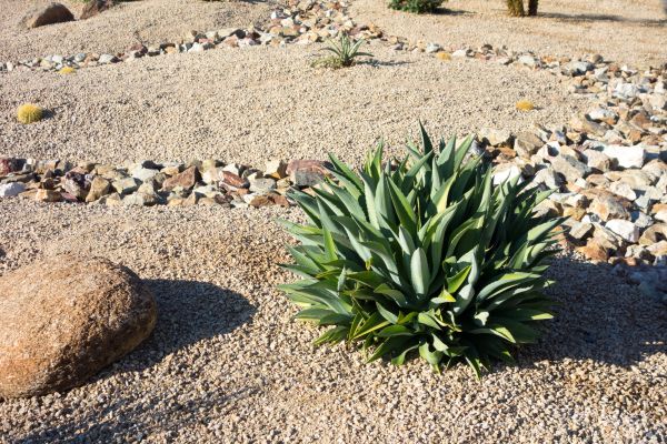 Xeriscaping Service in Goodyear