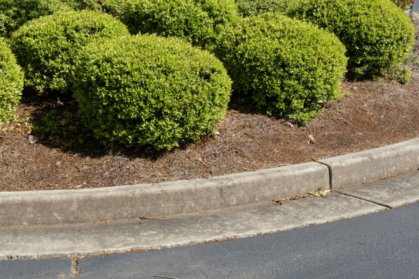 Pine Mulch Installation in Goodyear