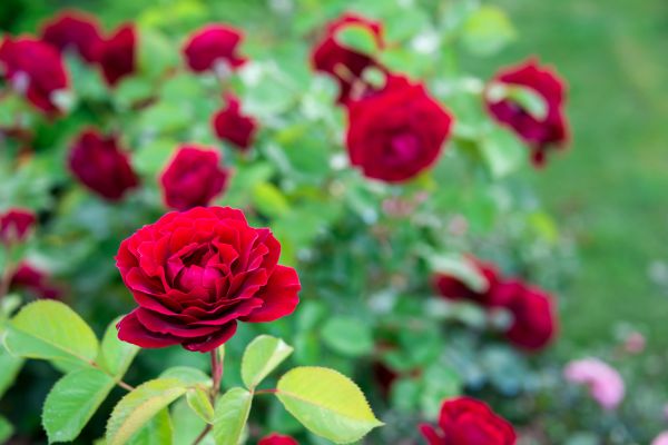 Rose Planting in Goodyear