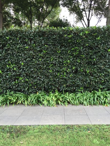 Privacy Shrub Planting in Goodyear