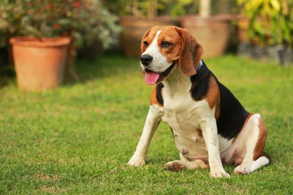 Dog Friendly Landscaping in Goodyear
