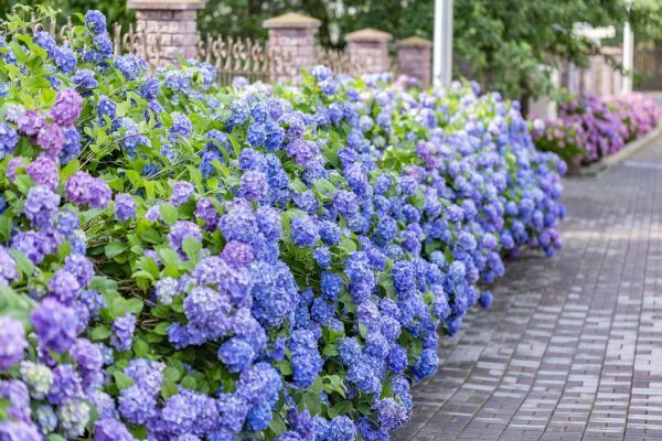 Hydrangea Landscaping in Goodyear