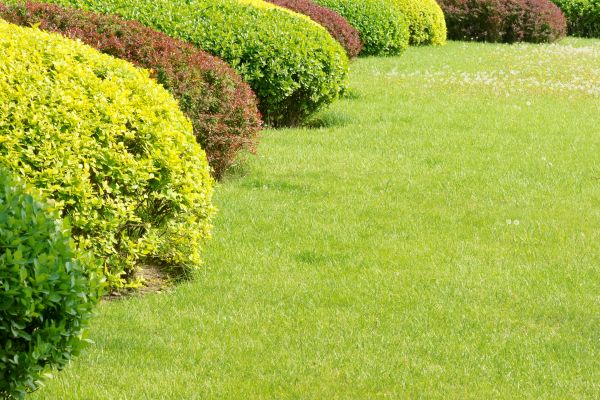 Shrubbery Planting in Goodyear