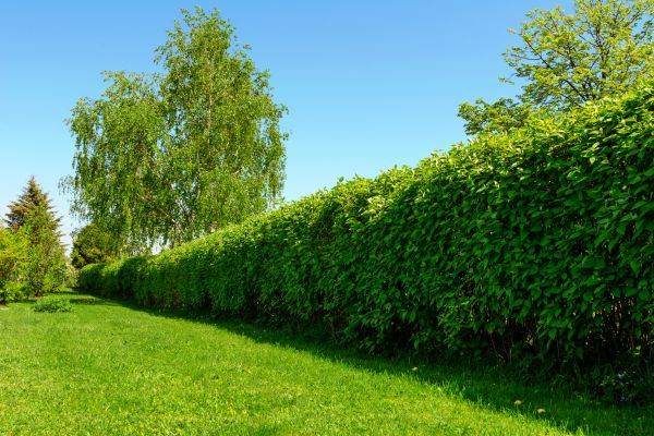 Hedge Replacement in Goodyear