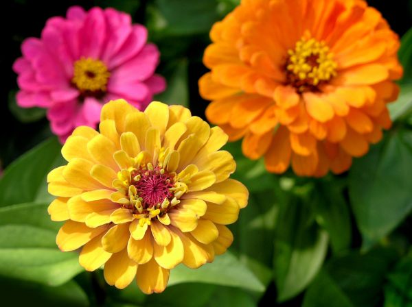 Zinnia Planting in Goodyear