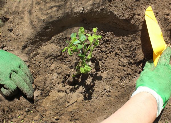 Rose Bush Planting in Goodyear