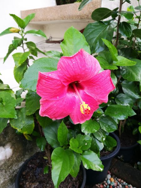 Hibiscus Planting in Goodyear