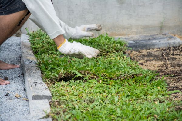 Ground Cover Planting in Goodyear