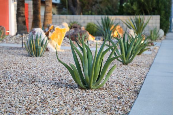 Drought Resistant Landscaping in Goodyear