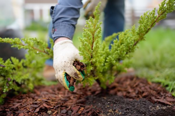 Church Mulching in Goodyear