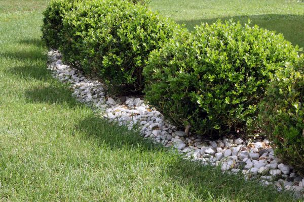 Boxwood Planting in Goodyear