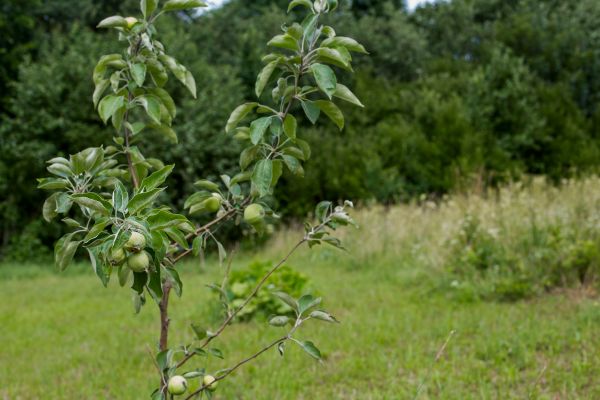 Apple Tree Planting in Goodyear