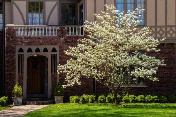 Dogwood Tree Planting in Goodyear